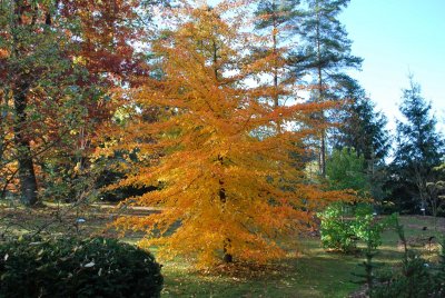 Nyssa sylvatica - tupela lesní - podzimní habitus